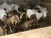 Koza, Saanen goat — foto 3