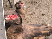 Ducks — photo 3