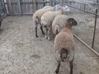 Ram, Sheep — photo 6
