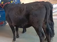 Kuh, Aberdeen-Angus — Foto 4