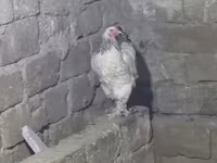 Brahma — foto 1