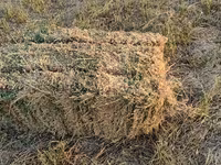 Yonca balyası - Məhsul: Yonca (Medicago sativa) – sahədən presslənmiş — 照片 1