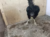 Chickens — foto 5