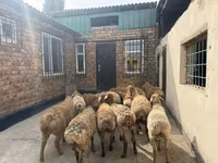 Beran, Rhon sheep — foto 8