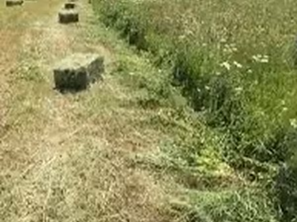 Դաշտի կանաչ խոտի տուկ
