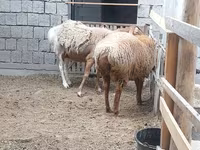 Owca, Owce — zdjęcie 3