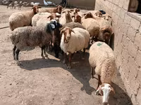 Qoyunlar (partiya, cinsi göstərilməyib), Qoyunlar — foto 2