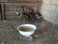 Ducks — photo 4