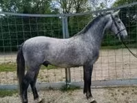 Kůň, Lipizzaner — foto 1
