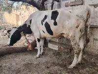 Cow, Holstein breed — photo 5