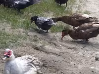 Ducks — foto 3