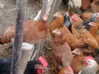 Chickens — الصورة 7
