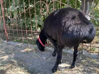 Sheep (batch, sex not specified), Sheep — photo 4