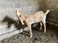 Echki, Nubian Goat — 4-rasm