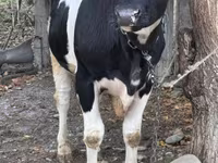 Touro, Russian Black pied cattle — foto 2