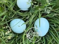 Quails — foto 1