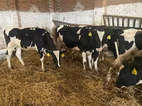 بقرة, Russian Black pied cattle — الصورة 4
