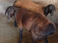 Beran, Hissar sheep — foto 5