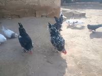 ياباني بانتام — الصورة 8