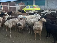 Qoç, Qoyunlar — foto 4