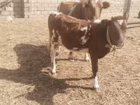 İnək, Simmental cattle — foto 2