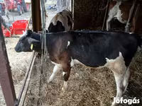Bulle, Simmental cattle — Foto 2