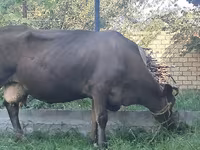 İnək, Swiss cattle — foto 3