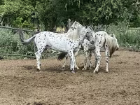 Caballo, Mugalzhar horse — foto 7
