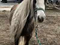 At, Gypsy horse — foto 6