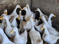 Ducks — foto 3