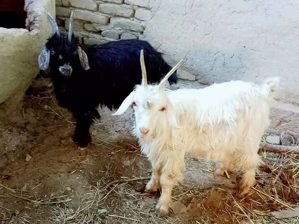 Keçi, Keçilər