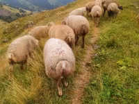 绵羊（批次，未指定性别）, Sheep — 照片 2