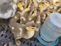 Ducks — foto 2
