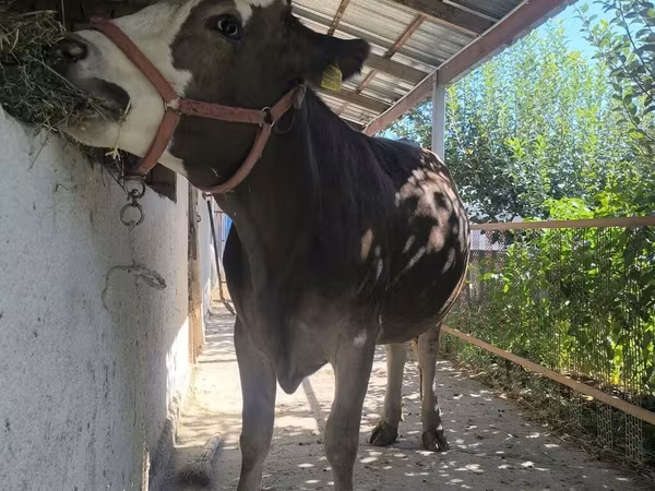 गाय, Swiss cattle