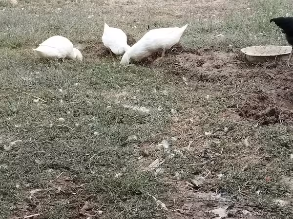 German Pekin — Azerbaijan