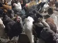 Chickens — الصورة 1