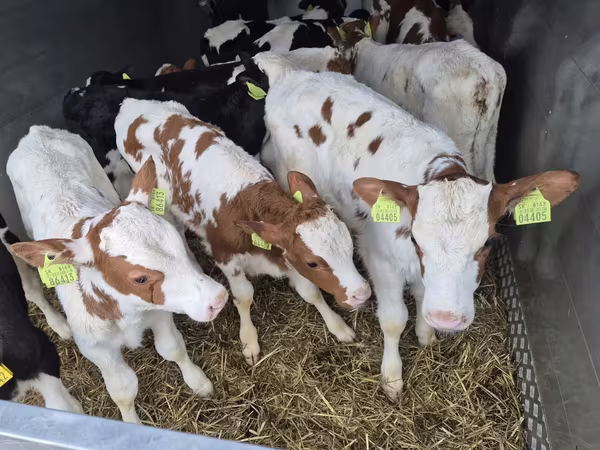 İribuynuzlu mal-qara (partiya, cinsi göstərilməyib), Simmental cattle