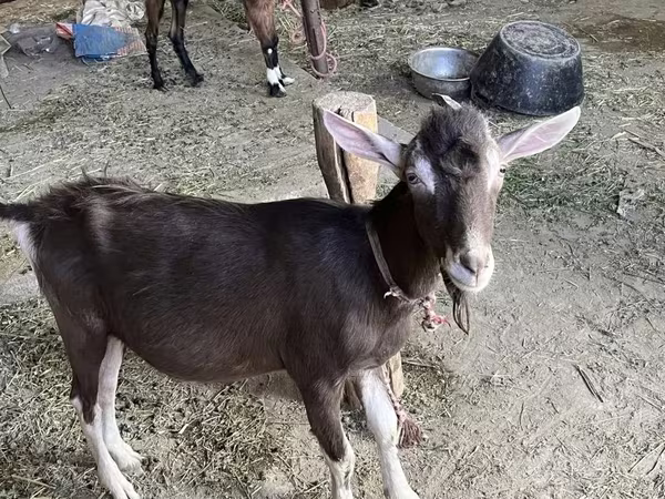 Ziegenbock, Ziegen