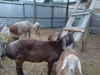 Qoyun, Arashan sheep — foto 4