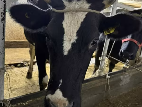 بقرة, Russian Black pied cattle
