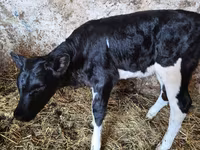 Cow, Russian Black pied cattle — photo 2