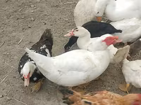 Chickens — फ़ोटो 2