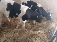 Cow, Russian Black pied cattle — photo 7
