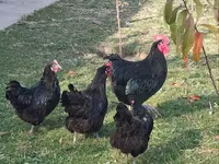 Chickens — foto 3