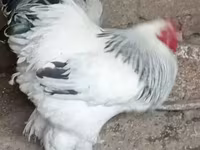 Brahma — foto 1