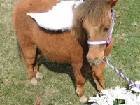 Madyan, Miniature horse — foto 8