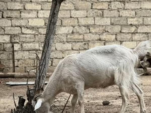 Dişi keçi, Saanen goat