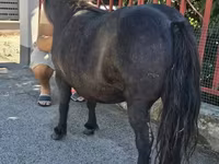 Klisna, American shetland pony — foto 3
