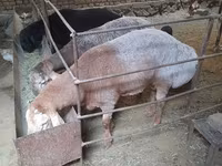公羊, Sheep — 照片 1