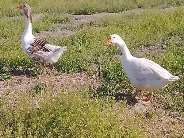Geese — Azərbaycan